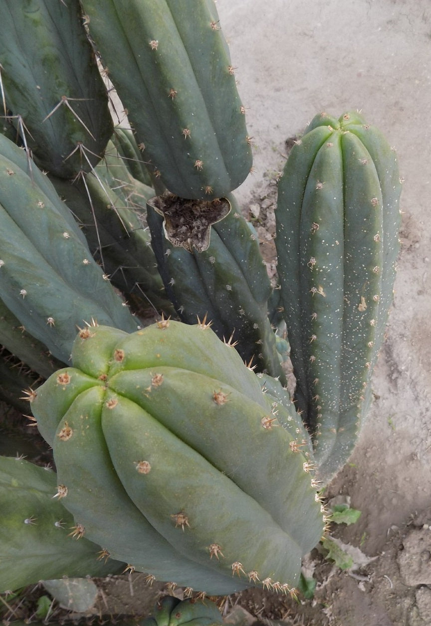(T. bridgesii 'SS02' x peruvianus 'SS01') x Super Pedro
