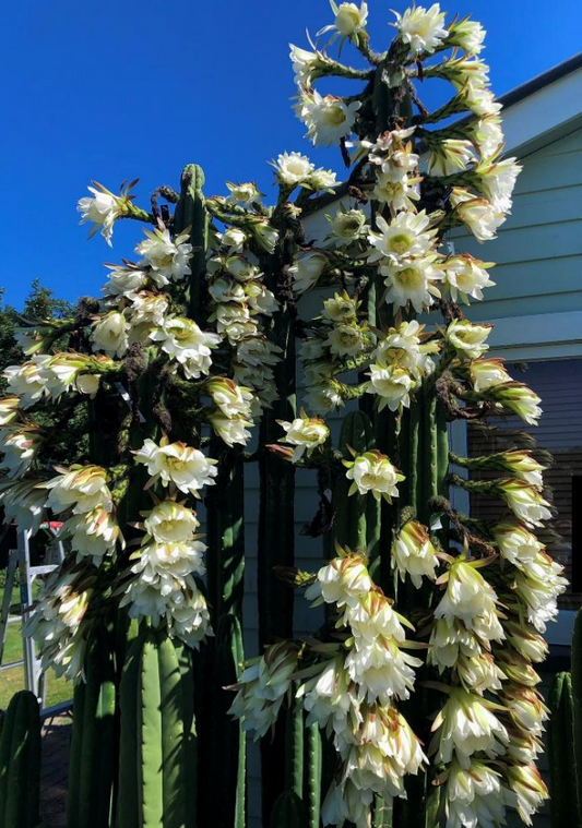 T. pachanoi 'Time Warp' x scopulicola 'Lyttelton'
