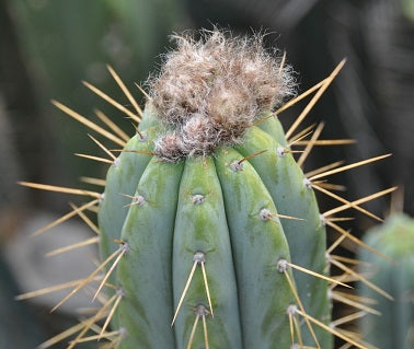 T. bridgesii 'SS02' x bridgesii 'Brad'