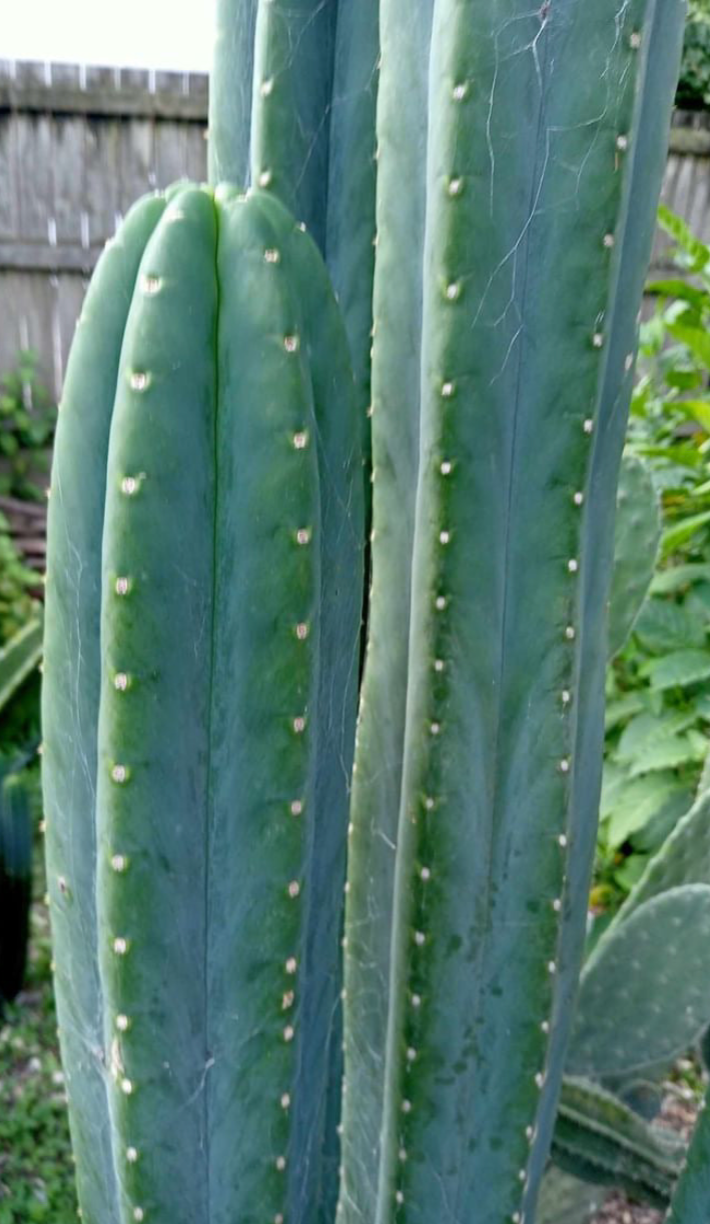 T. scopulicola hybrid seed combo pack