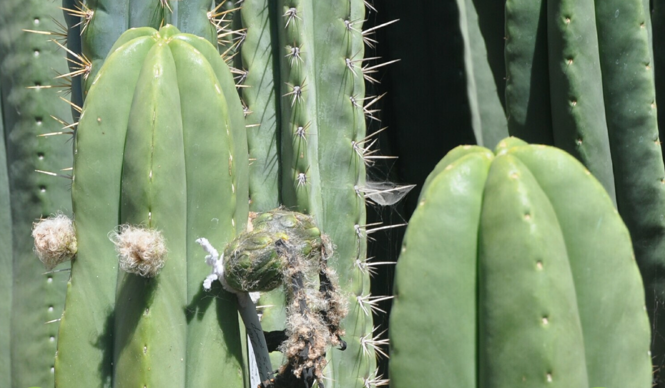 T. bridgesii 'SS02' x scopulicola 'Dr Greenthumb'
