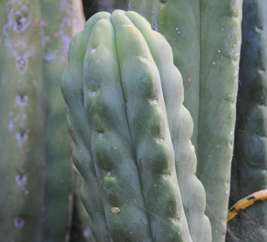 T. bridgesii 'Eileen' x bridgesii 'Big Bertha'