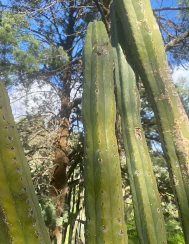 T. pach OP seeds Australian import from MUB (MoonUnitBotanica) worldwide tracked shipping ornamental cactus