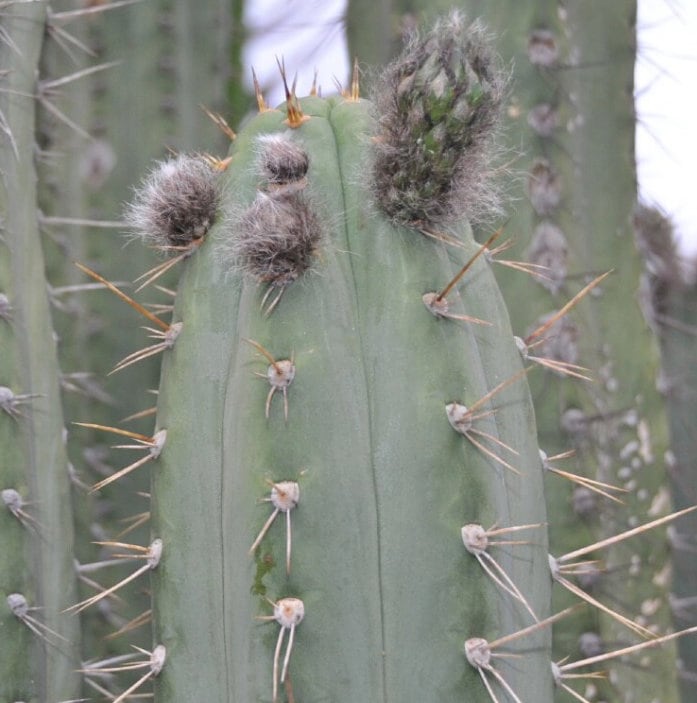 T. peru Betsy x peru Bonny seeds Misplant worldwide tracked shipping ornamental cactus