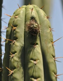 T. peru Betsy x peru Bonny seeds Misplant worldwide tracked shipping ornamental cactus