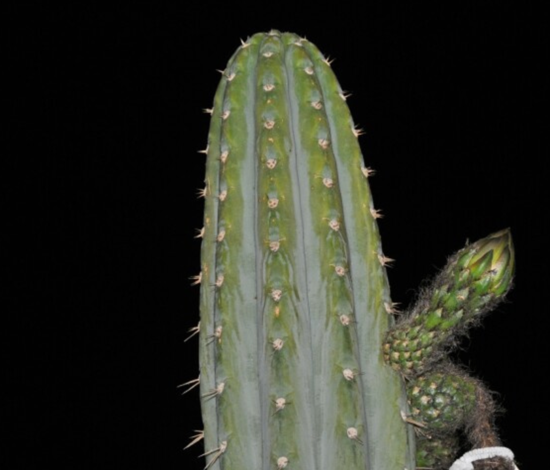 T. peruvianus 'Peru 2' OP