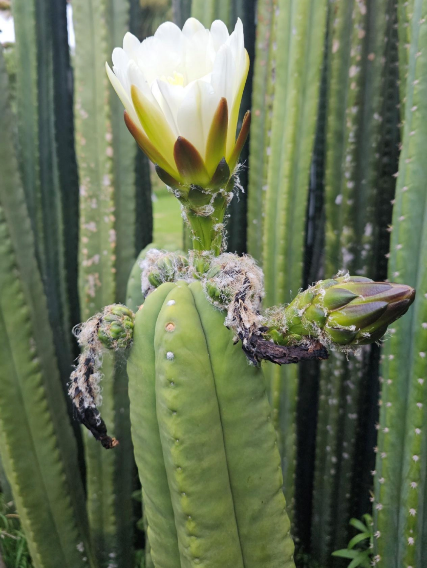 T. scopulicola 'Sky' x scopulicola 'Crocker'
