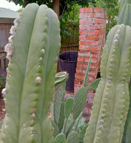 T. scopulicola x pachanoi 'Ohaupo'