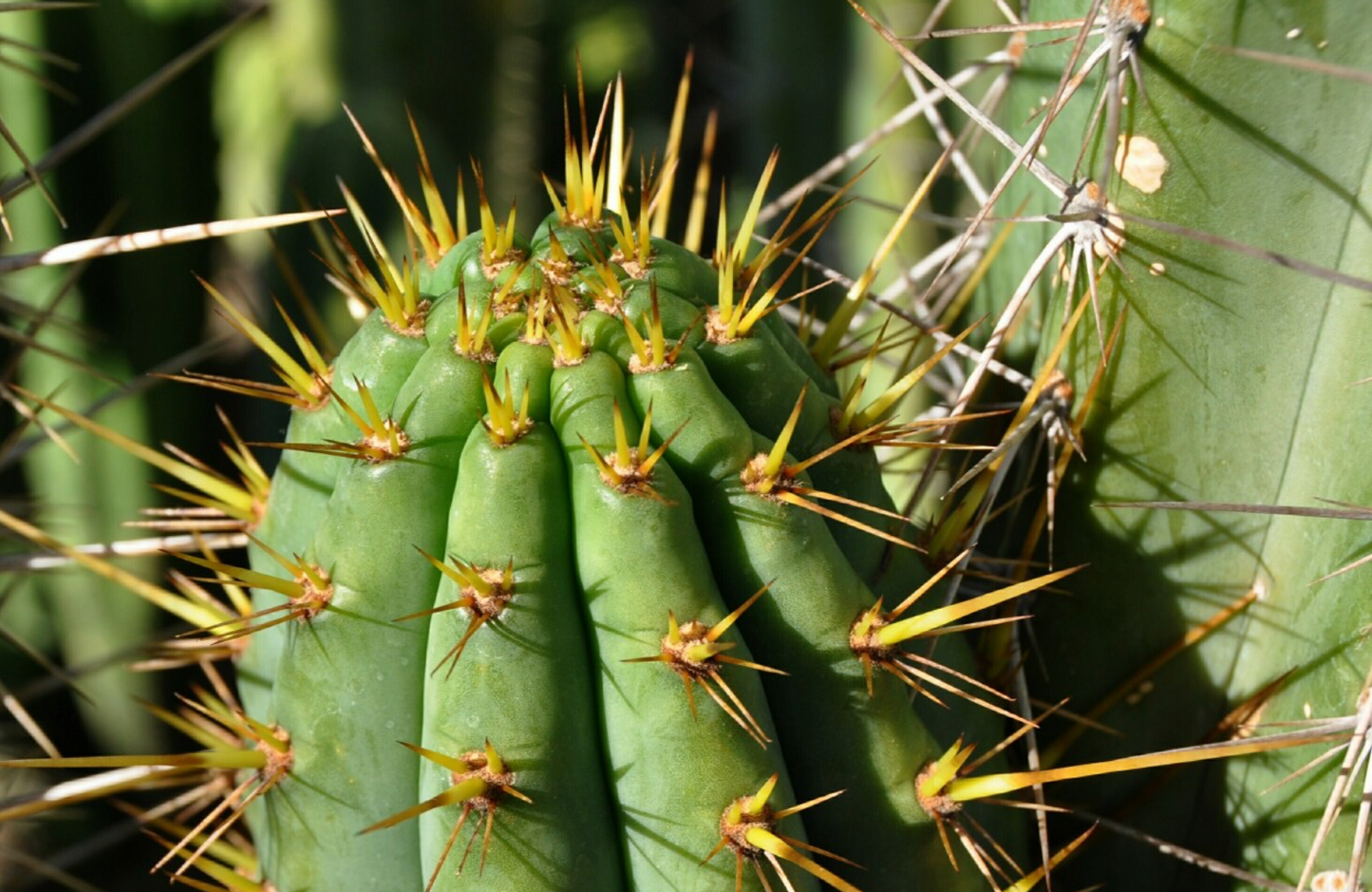 T. bridgesii 'SS02' x 'Validus'