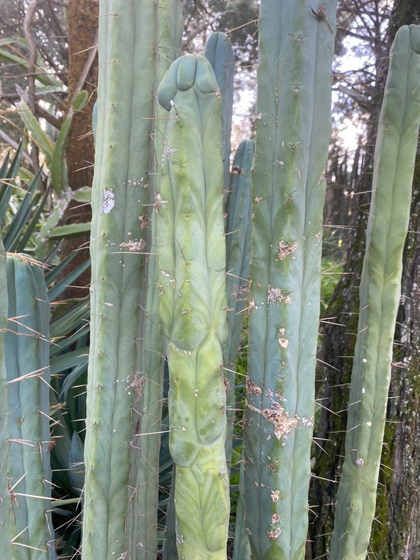 T. bridge Kai OP seeds Australian import from MUB (MoonUnitBotanica) worldwide tracked shipping ornamental cactus