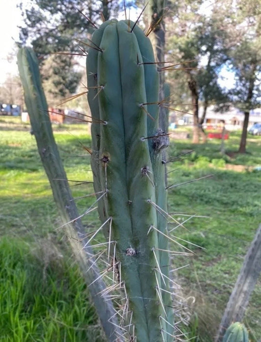 T. bridge MUB 1 OP seeds Australian import from MUB (MoonUnitBotanica) worldwide tracked shipping ornamental cactus