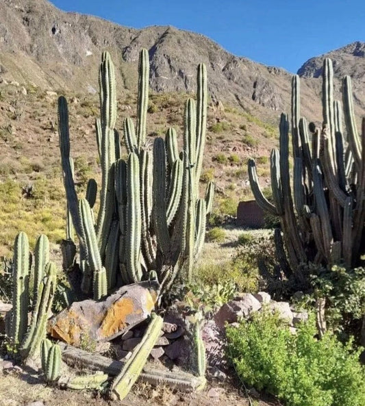 T. Giganthea OP Matucana Peru Landrace seeds 2022 ornamental cactus