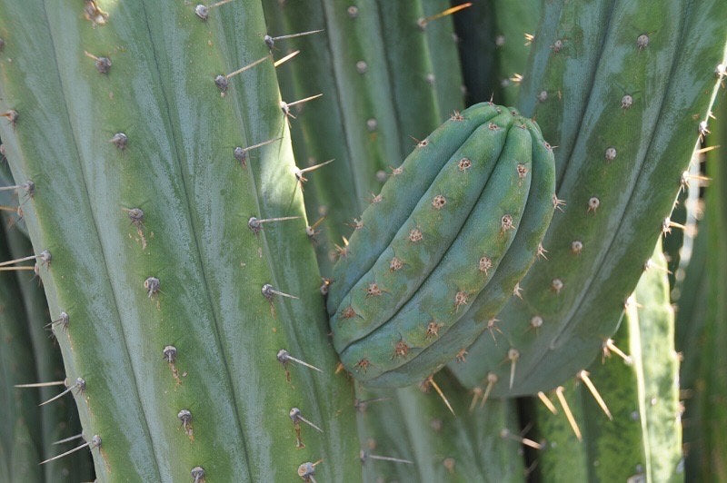 T. pach Bach OP seeds Misplant worldwide tracked shipping ornamental cactus