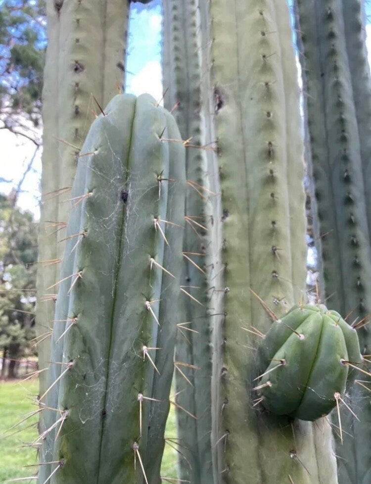 T. bridge MUB 2 OP seeds Australian import from MUB (MoonUnitBotanica) worldwide tracked shipping ornamental cactus