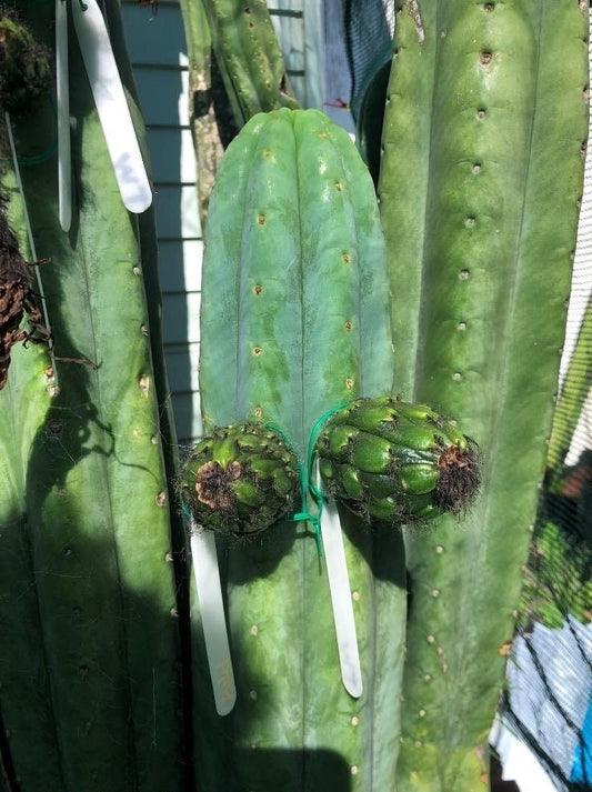 T. pach Tilford x pach Addington seeds New Zealand import worldwide tracked shipping ornamental cactus