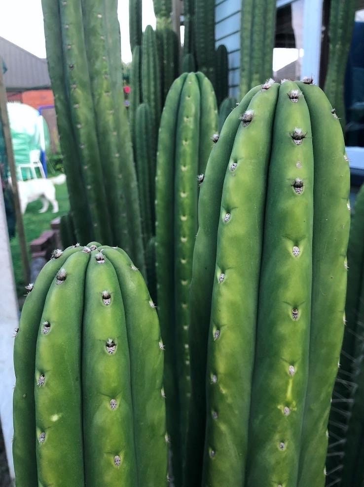 T. pach Two Chain x pach Time Warp seeds New Zealand import worldwide tracked shipping ornamental cactus