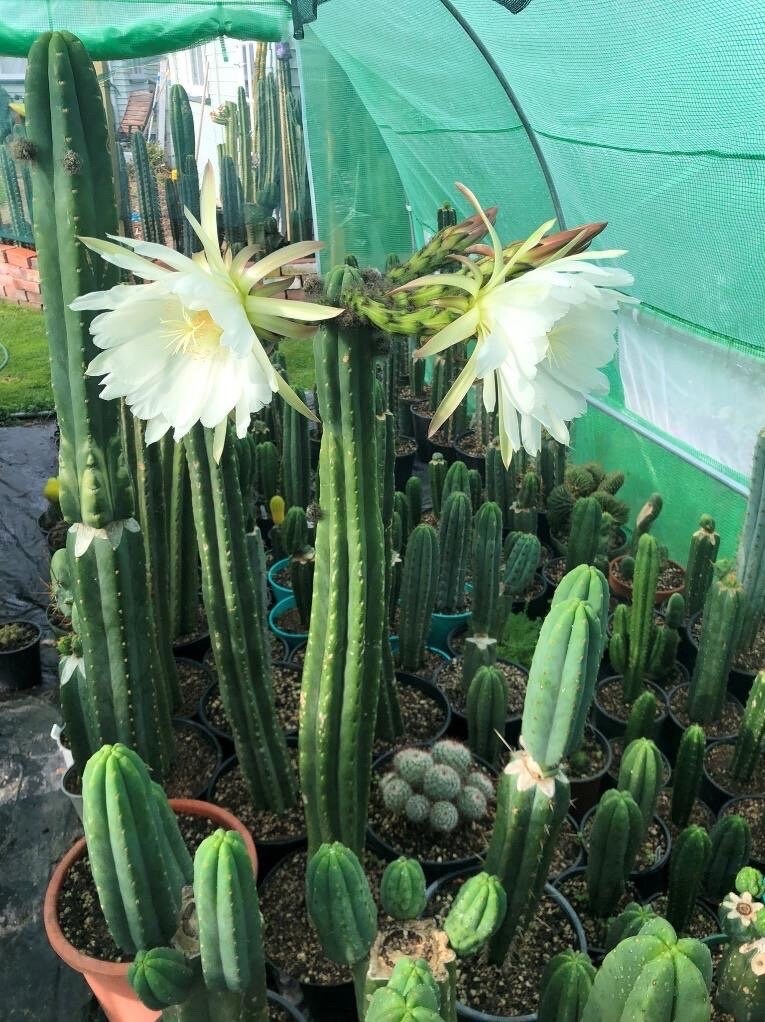 T. pach Bronny 1 x knuthianus 25 seeds New Zealand import worldwide tracked shipping ornamental cactus