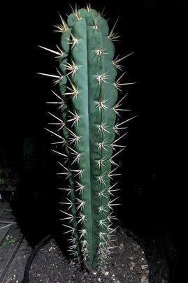 T. pach Bronny 1 x knuthianus 25 seeds New Zealand import worldwide tracked shipping ornamental cactus