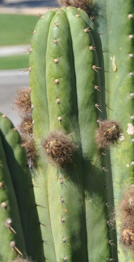 T. pach Torres y Torres x Huarazensis seeds Misplant 2022 harvest ornamental cactus worldwide shipping