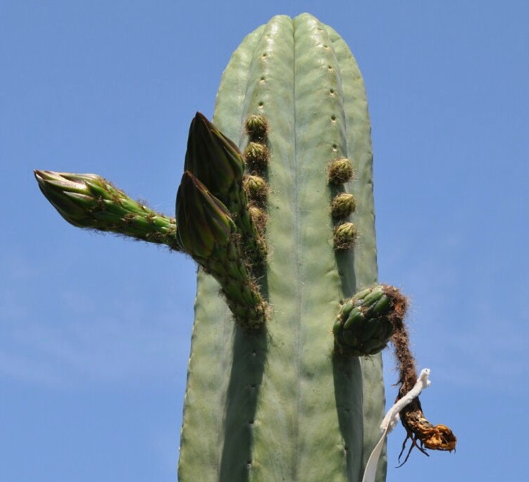 T. pach Torres y Torres x Huarazensis seeds Misplant 2022 harvest ornamental cactus worldwide shipping