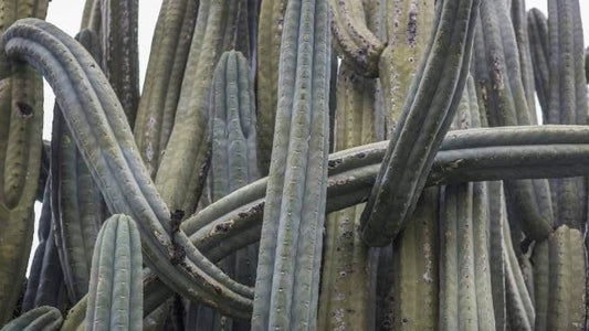 T. pach Addington x pach Stu seeds New Zealand import worldwide tracked shipping ornamental cactus