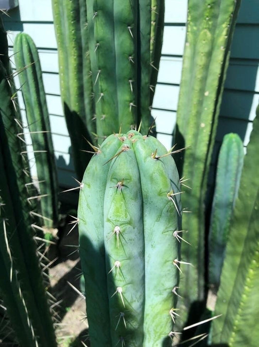 T. Peru 1 x Louis variegated pach and peru hybrid seeds New Zealand import worldwide tracked shipping ornamental cactus