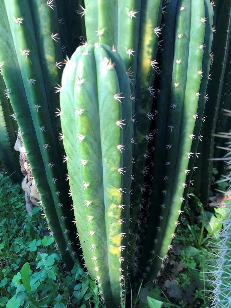 T. Peru 1 x Louis variegated pach and peru hybrid seeds New Zealand import worldwide tracked shipping ornamental cactus