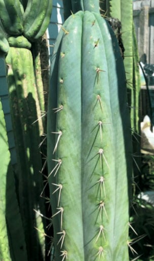 T. pach Louis variegated x Peru 2 seeds New Zealand import worldwide tracked shipping ornamental cactus