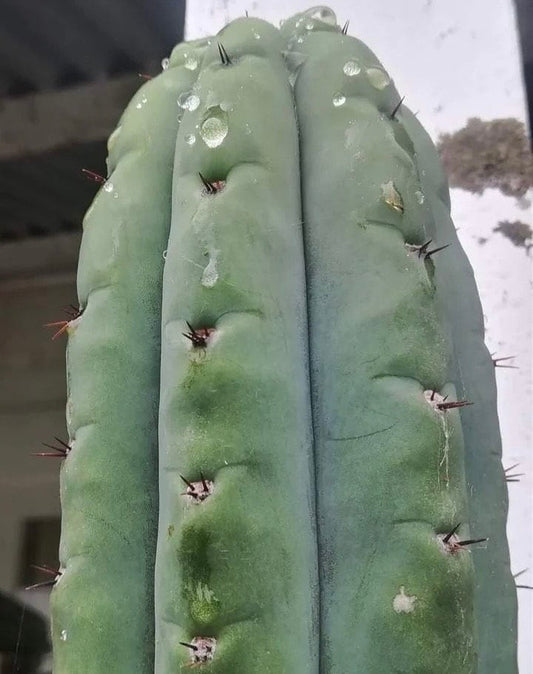 T. pach Marty x pach Sheridan seeds Ross Gurau New Zealand import worldwide tracked shipping ornamental cactus