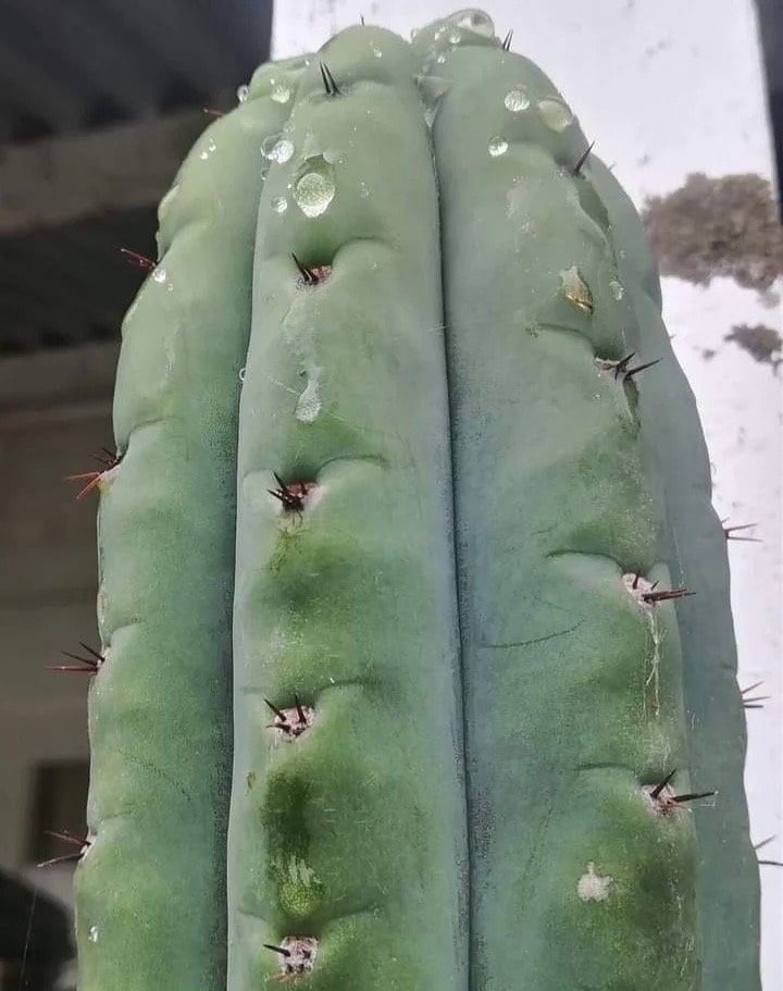 T. pach DeCosta x pach Marty seeds Ross Gurau New Zealand import worldwide tracked shipping ornamental cactus