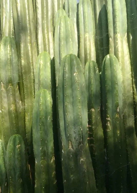 T. pach Kneel x peru Gissy seeds Ross Gurau New Zealand import worldwide tracked shipping ornamental cactus