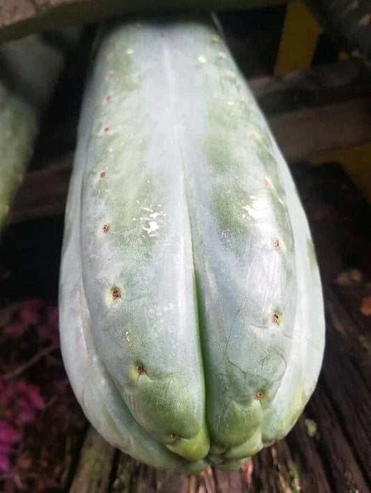 T. pach Zephyr x pach/peru hybrid Wairoa seeds Ross Gurau New Zealand import worldwide tracked shipping ornamental cactus