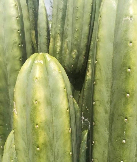 T. pach Taniwha x peru Gissy seeds Ross Gurau New Zealand import worldwide tracked shipping ornamental cactus