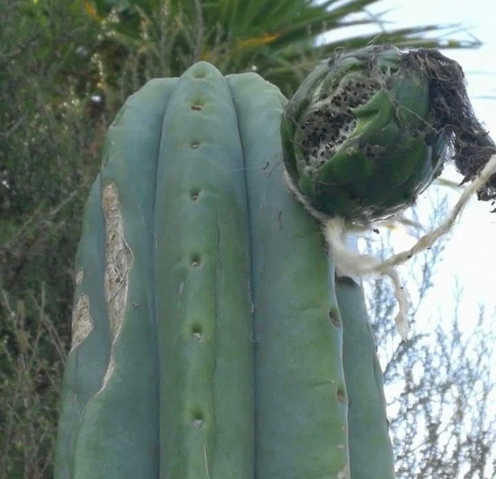 T. pach Weka x pach/peru hybrid Wairoa seeds Ross Gurau New Zealand import worldwide tracked shipping ornamental cactus