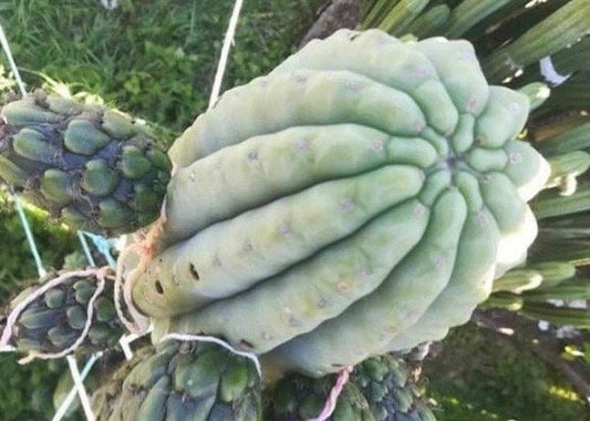 T. pach Church Hill x pach/peru hybrid Wairoa seeds Ross Gurau New Zealand import worldwide tracked shipping ornamental cactus