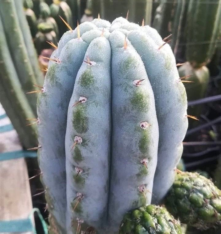 T. pach Zephyr x pach/peru hybrid Wairoa seeds Ross Gurau New Zealand import worldwide tracked shipping ornamental cactus