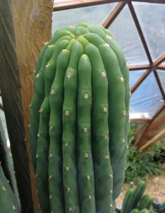T. pach Sheridan OP seeds Ross Gurau New Zealand import worldwide tracked shipping ornamental cactus