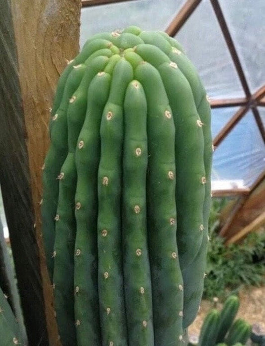 T. pach Sheridan x pach Matawai seeds Ross Gurau New Zealand import worldwide tracked shipping ornamental cactus