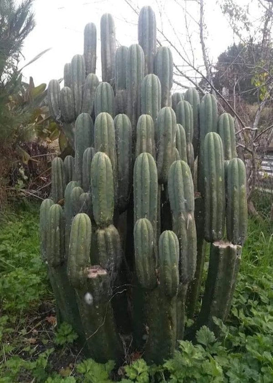 T. pach Uawa x pach/peru hybrid Wairoa seeds Ross Gurau New Zealand import worldwide tracked shipping ornamental cactus