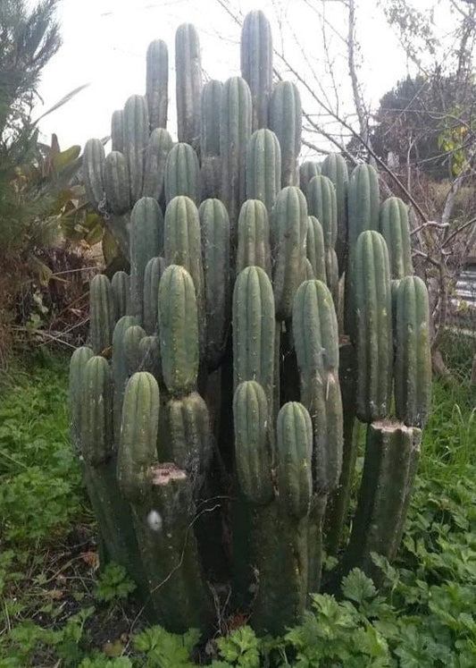 T. pach Uawa x peru Gissy seeds Ross Gurau New Zealand import worldwide tracked shipping ornamental cactus