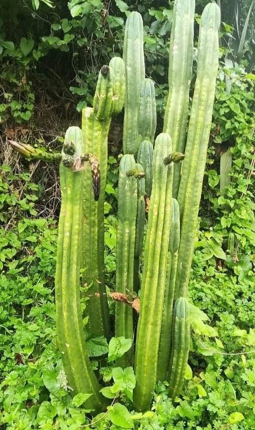 T. pach Dalton x pach/peru hybrid Wairoa seeds Ross Gurau New Zealand import worldwide tracked shipping ornamental cactus