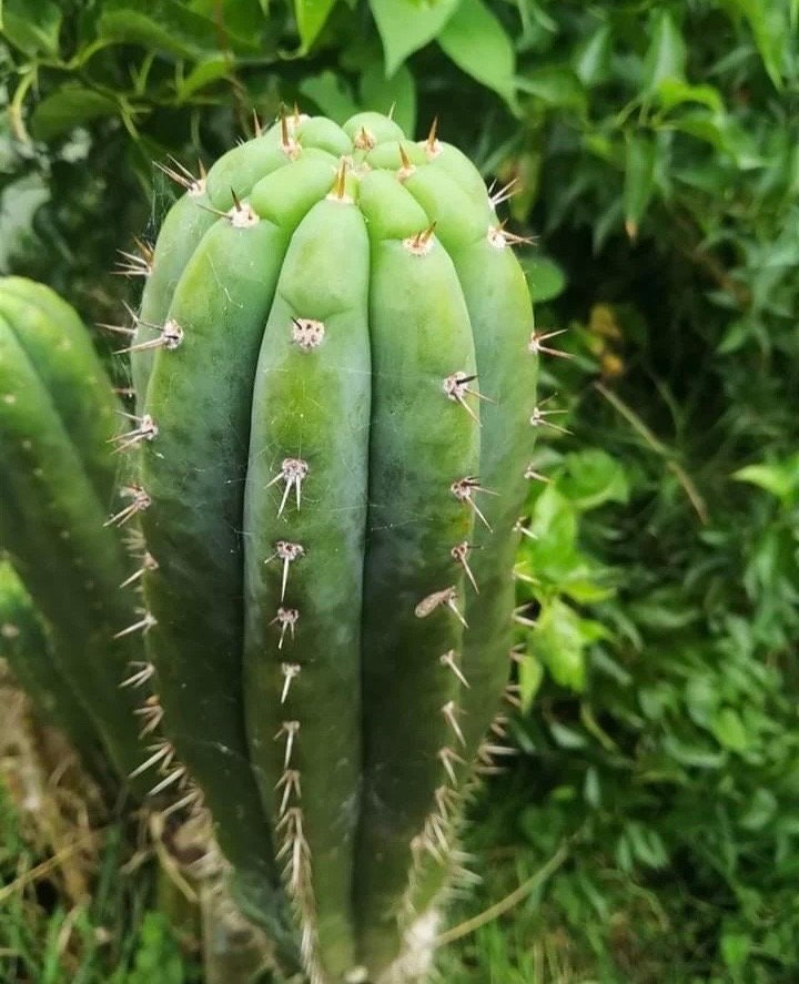 T. pach Dalton x peru Gissy seeds Ross Gurau New Zealand import worldwide tracked shipping ornamental cactus
